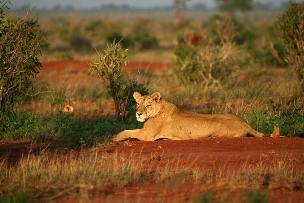 Kenia: Privatsafari Tsavo Nationalpark Ost und West 3 Tage