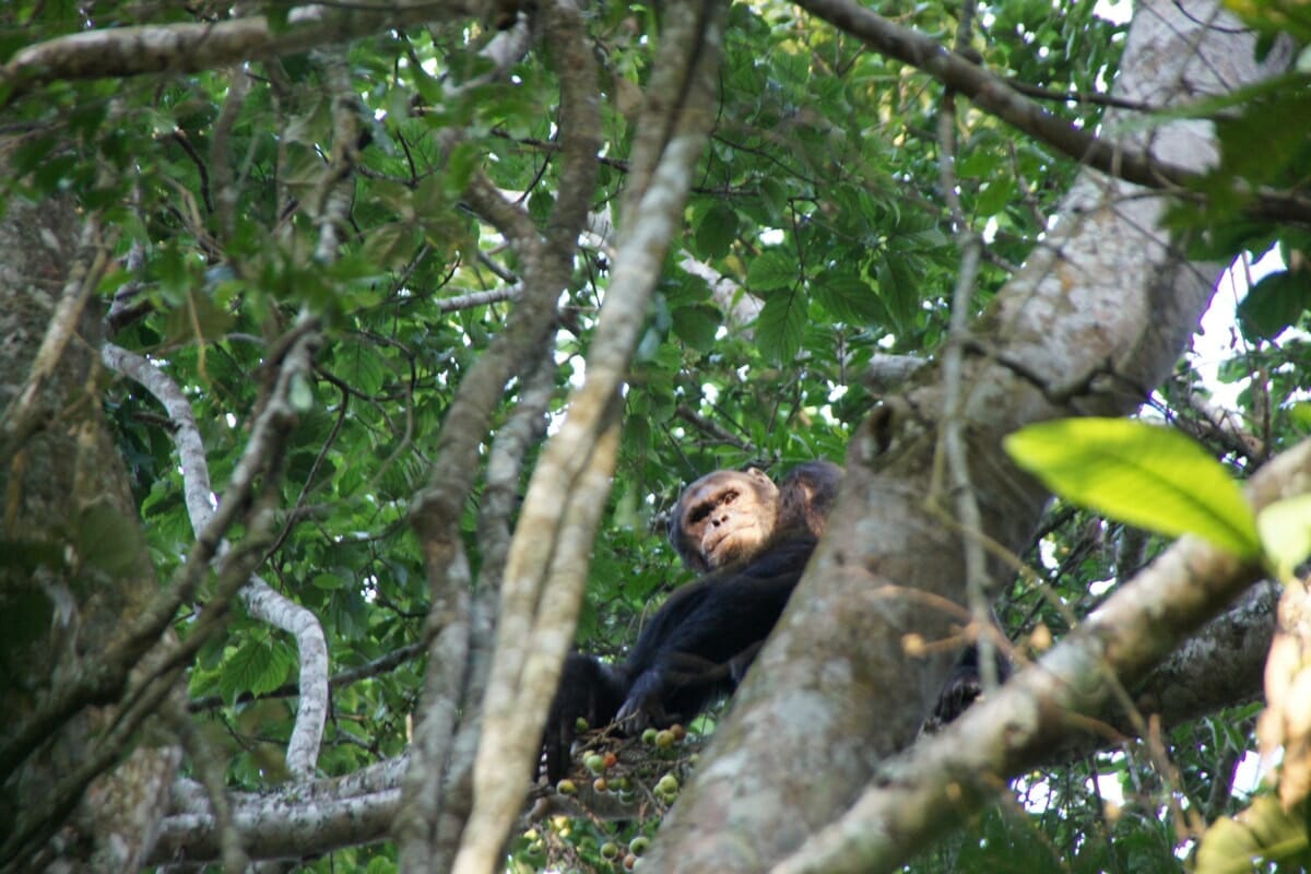 Ruanda: Individualreise Ruanda 8 Tage