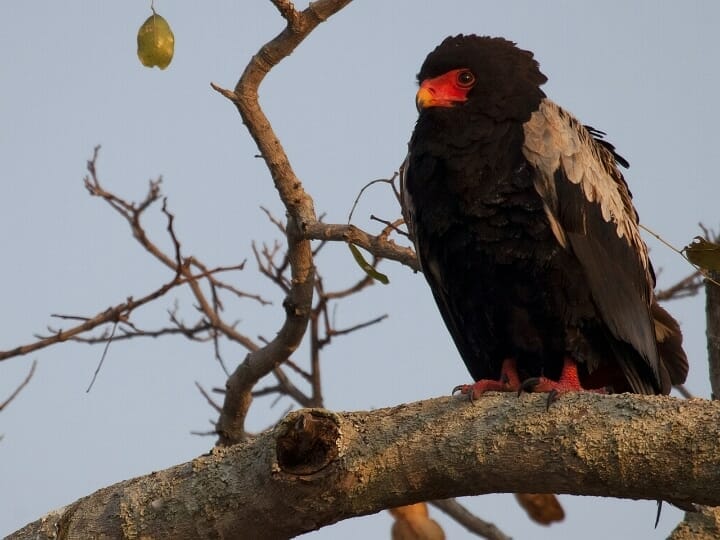 Tansania: Privatsafari im Mikumi Nationalpark 4 Tage