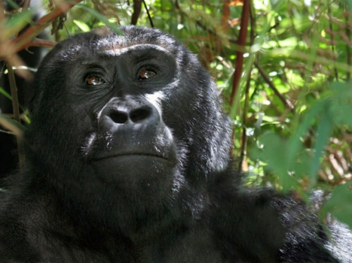 Uganda: Gorilla Trekking 4 Tage