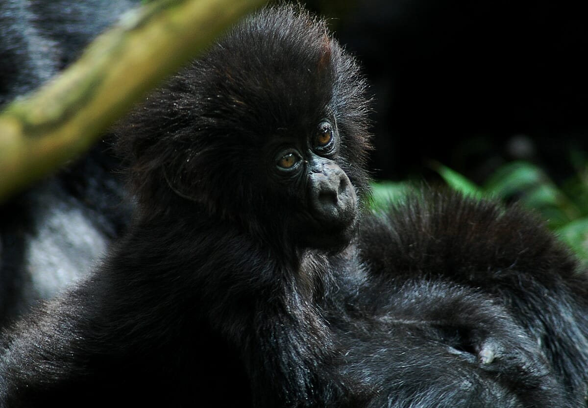 Uganda: Fly In Gorilla Trekking 3 Tage