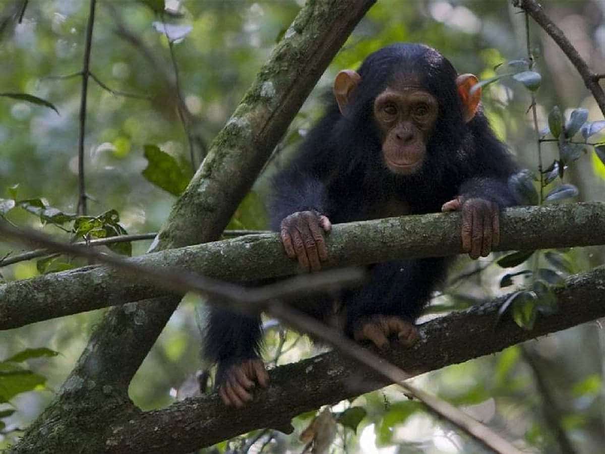 Uganda_Schimpansen_Trekking_Klueger_Reisen Uganda_Schimpansen_Trekking_Klueger_Reisen