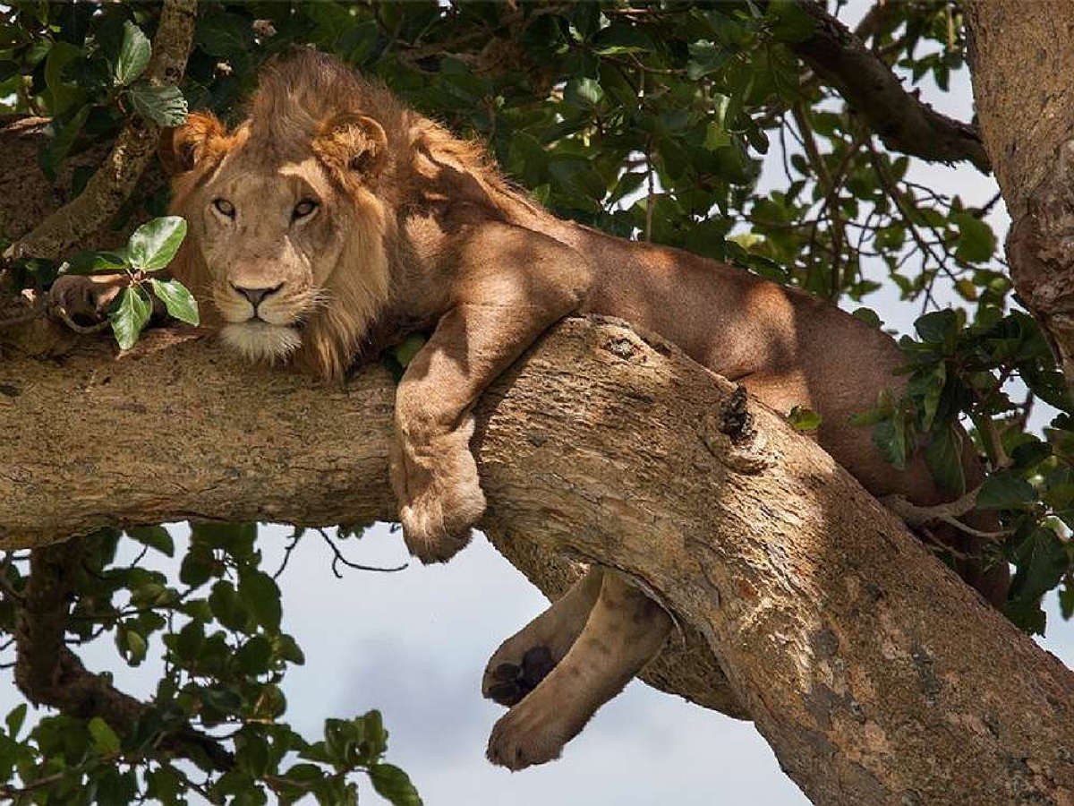 Uganda_Kidepo_Loewe_Klueger_Reisen Uganda_Kidepo_Loewe_Klueger_Reisen_Safari