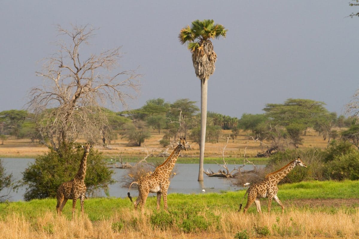 Tansania: Privatsafari Selous Game Reserve 4 Tage