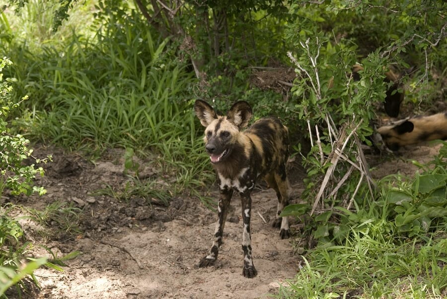 Tansania: Privatsafari südliche Parks Total 10 Tage