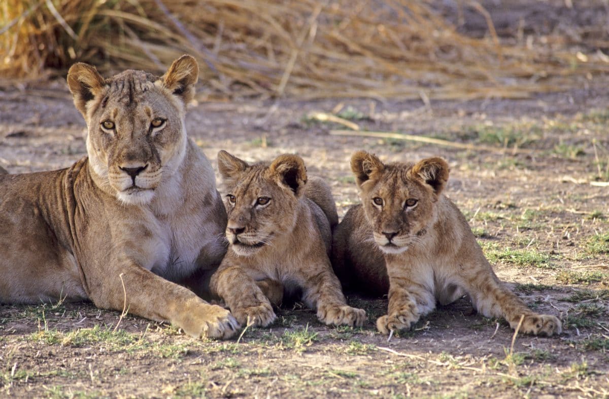 Ruaha Fly Inn ab Dar Es Salaam oder Zanzibar / 3 Tage