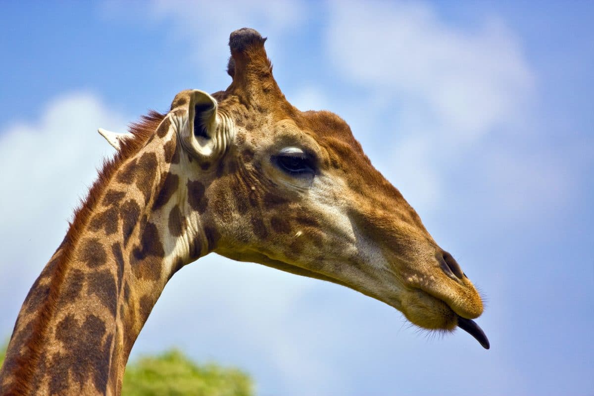 Tansania: Privatsafari Ruaha und Mikumi Nationalpark 6 Tage