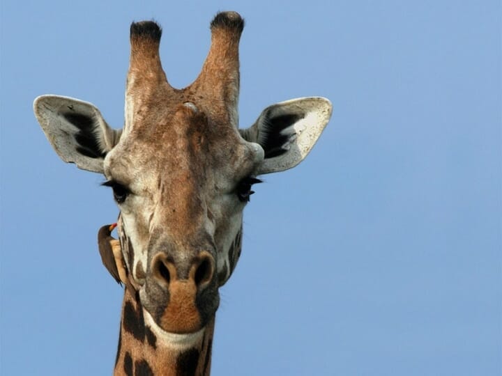 Ruanda_Giraffe_Klueger_Reisen Ruanda_Giraffe_Klueger_Reisen