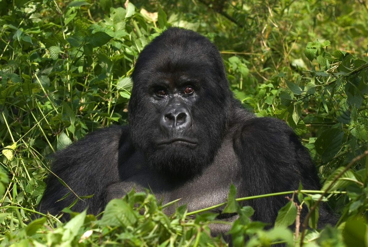 Ruanda: Gorilla Trekking 3 Tage