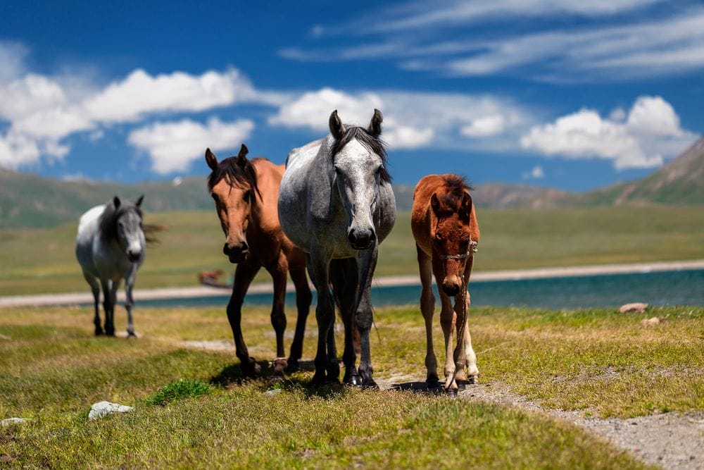 Kirgistan_Pferde_unterwegs_Klueger_Reisen Kirgistan_Pferde_unterwegs_Klueger_Reisen