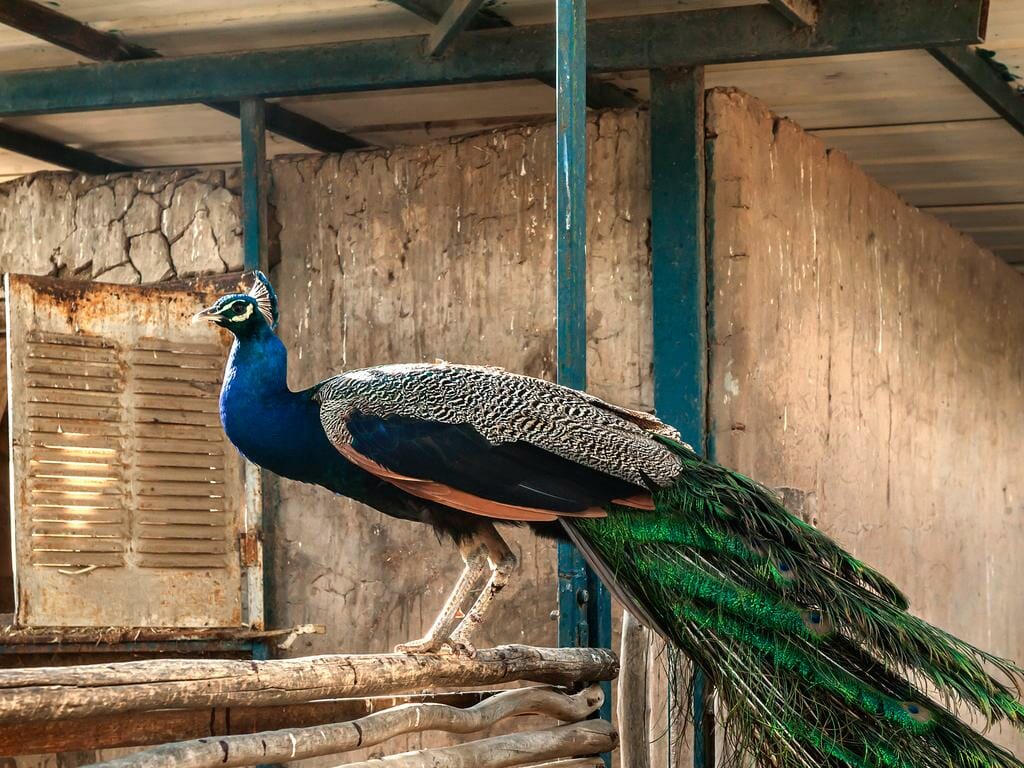 Israel Kibbutz Ramat Rachel Jerusalem Minigruppen Tour