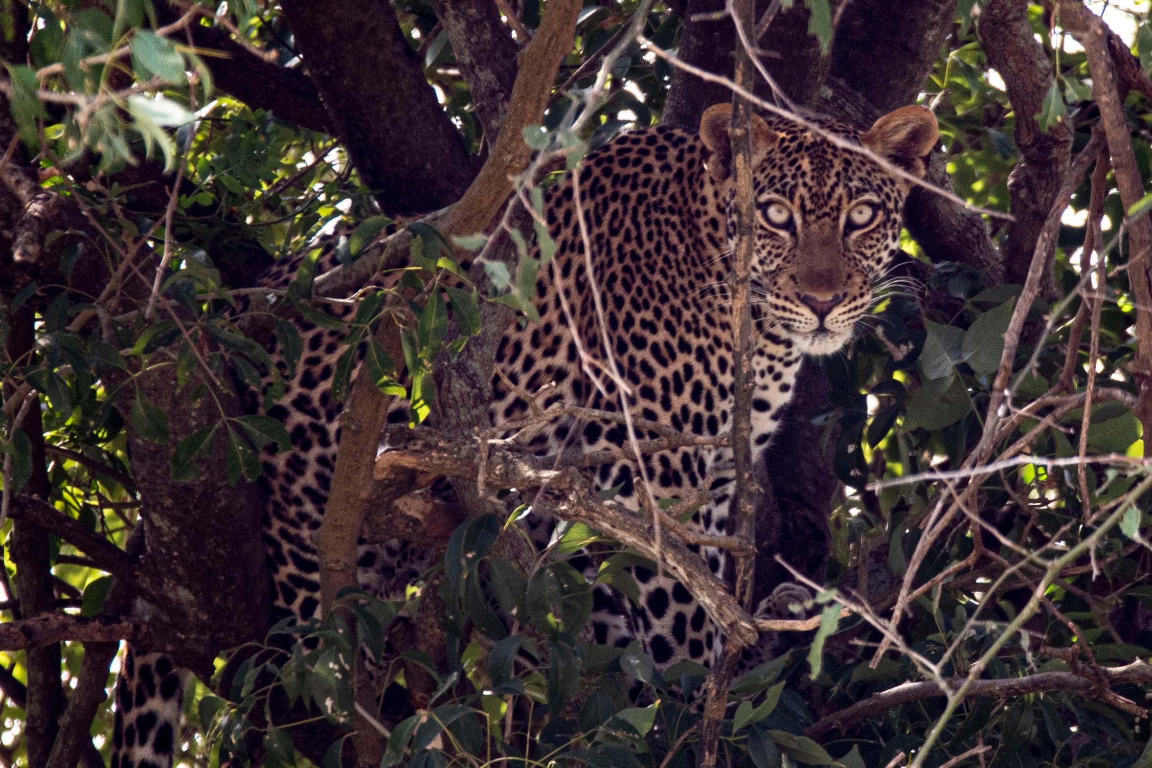Uganda_Queen_Elizabeth_Nationalpark_Klueger_Reisen