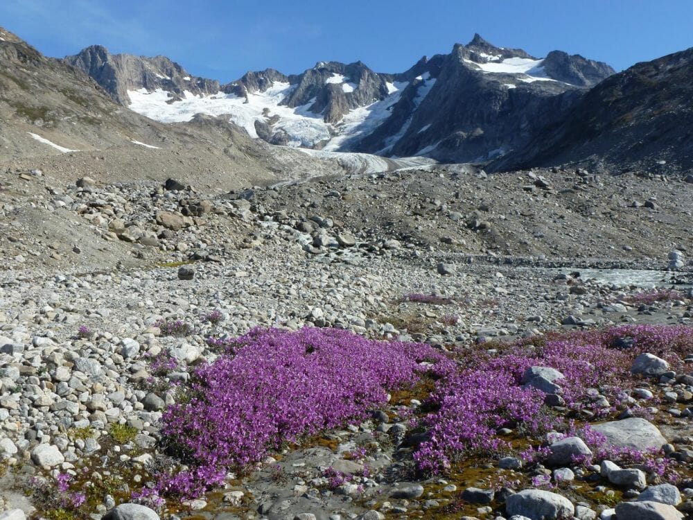 Flora_Grönland_Klüger Reisen