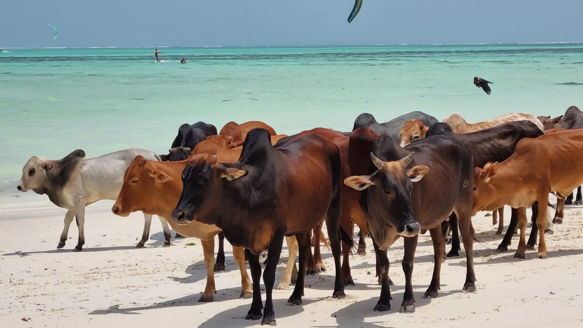 Sansibar_Paje_Klueger_Reisen2-cfe4d808fc41 Sansibar_Paje_Klueger_Reisen