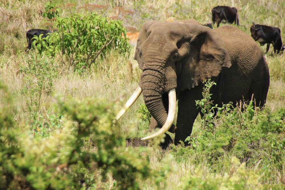 Tansania_Dustin_Safari_Elefant_Klueger_Reisen. Tansania_Dustin_Safari_Elefant_Klueger_Reisen.