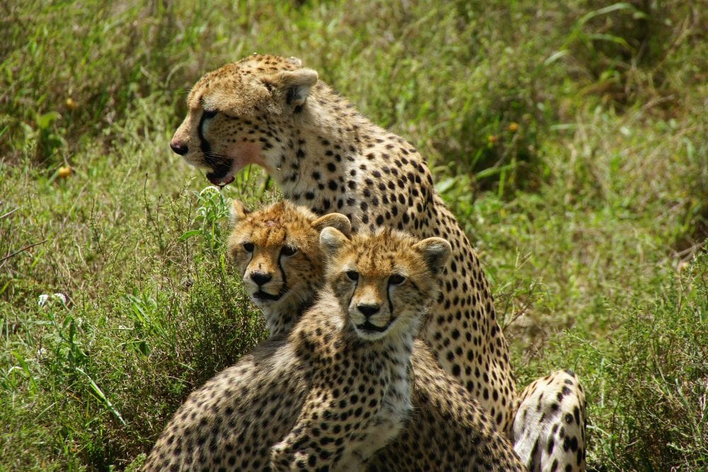 Tansania_Dustin_Safari_Geparden_Klueger_Reisen Tansania_Dustin_Safari_Geparden_Klueger_Reisen