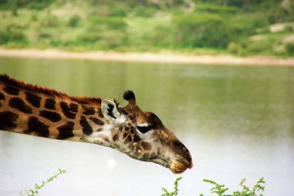 Tansania_Dustin_Safari_Giraffe_Klueger_Reisen Tansania_Dustin_Safari_Giraffe_Klueger_Reisen