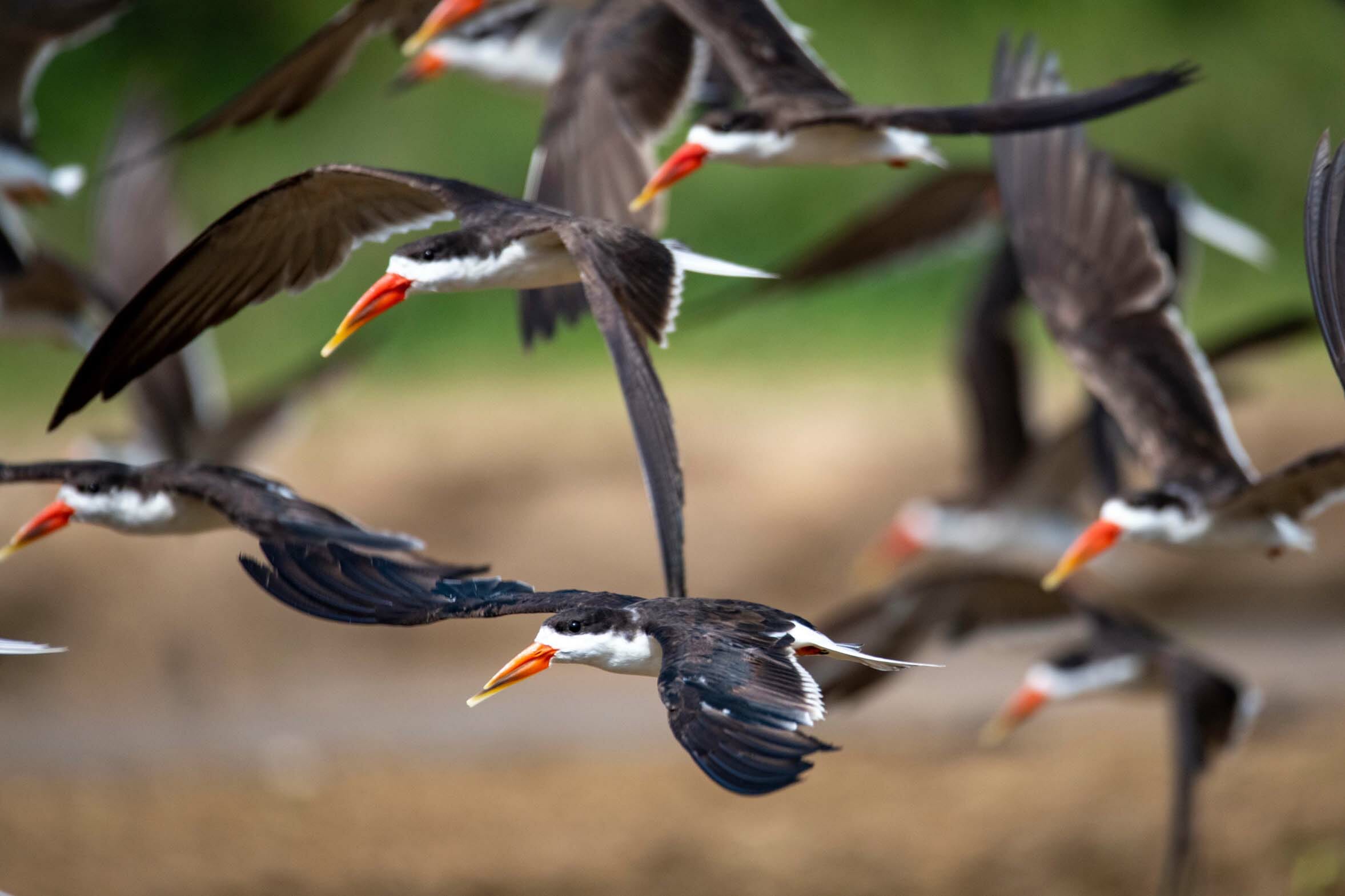 Uganda_Vögel_Klueger_Reisen Uganda_Vögel_Klueger_Reisen