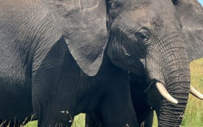 Tansania_Fly_In_von_Sansibar_Serengeti_Klueger_Reisen_Elefanten