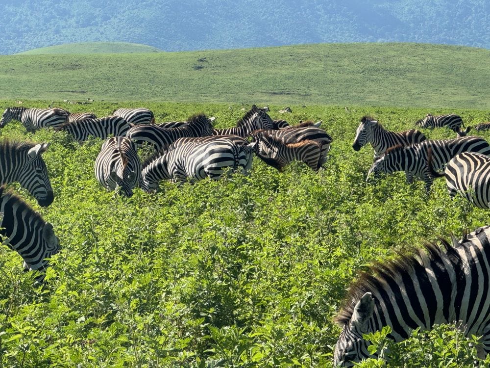 Tansania_Kurzsafari_Ngorongoro_Krater_Klueger_Reisen Tansania_Kurzsafari_Ngorongoro_Krater_Klueger_Reisen