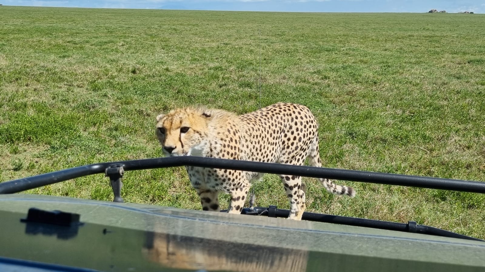 Tansania_Kurzsafari_von_Sansibar_Gepard_Klueger_Reisen