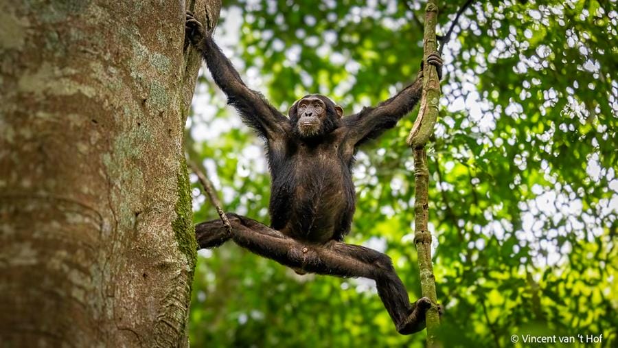 Uganda_Martin_Buschmann_Klueger_Reisen_Kibale_Forest Uganda_Martin_Buschmann_Klueger_Reisen_Kibale_Forest