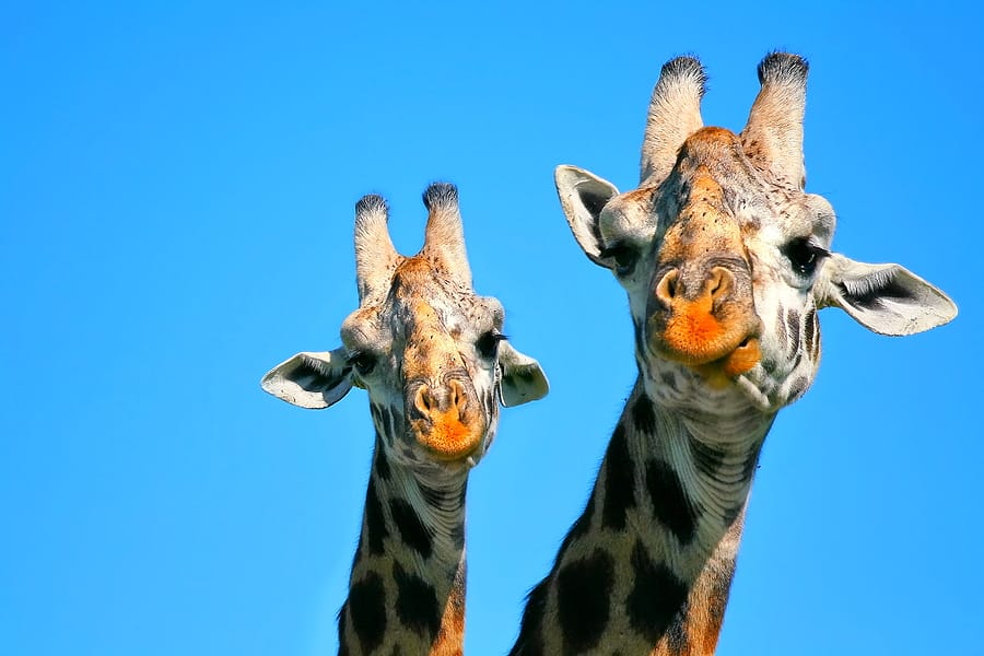 Kenia_Masai_Mara_Fly_In_Klueger_Reisen_Giraffen