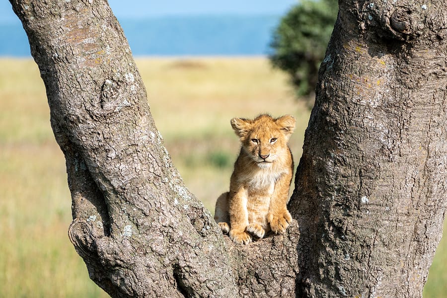 Serengeti_Tansania_Safari_Klueger_Reisenits In A Tree, Looking At Camera. Sereng Serengeti_Tansania_Safari_Klueger_Reisen