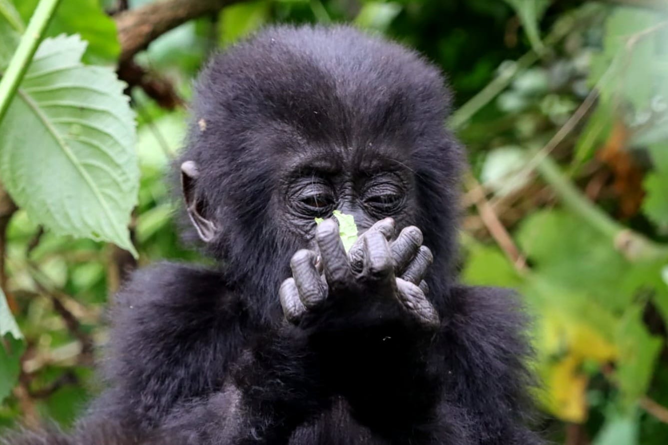 Uganda_Gorillababy_Sabine_ Mantyk_Klueger_Reisen