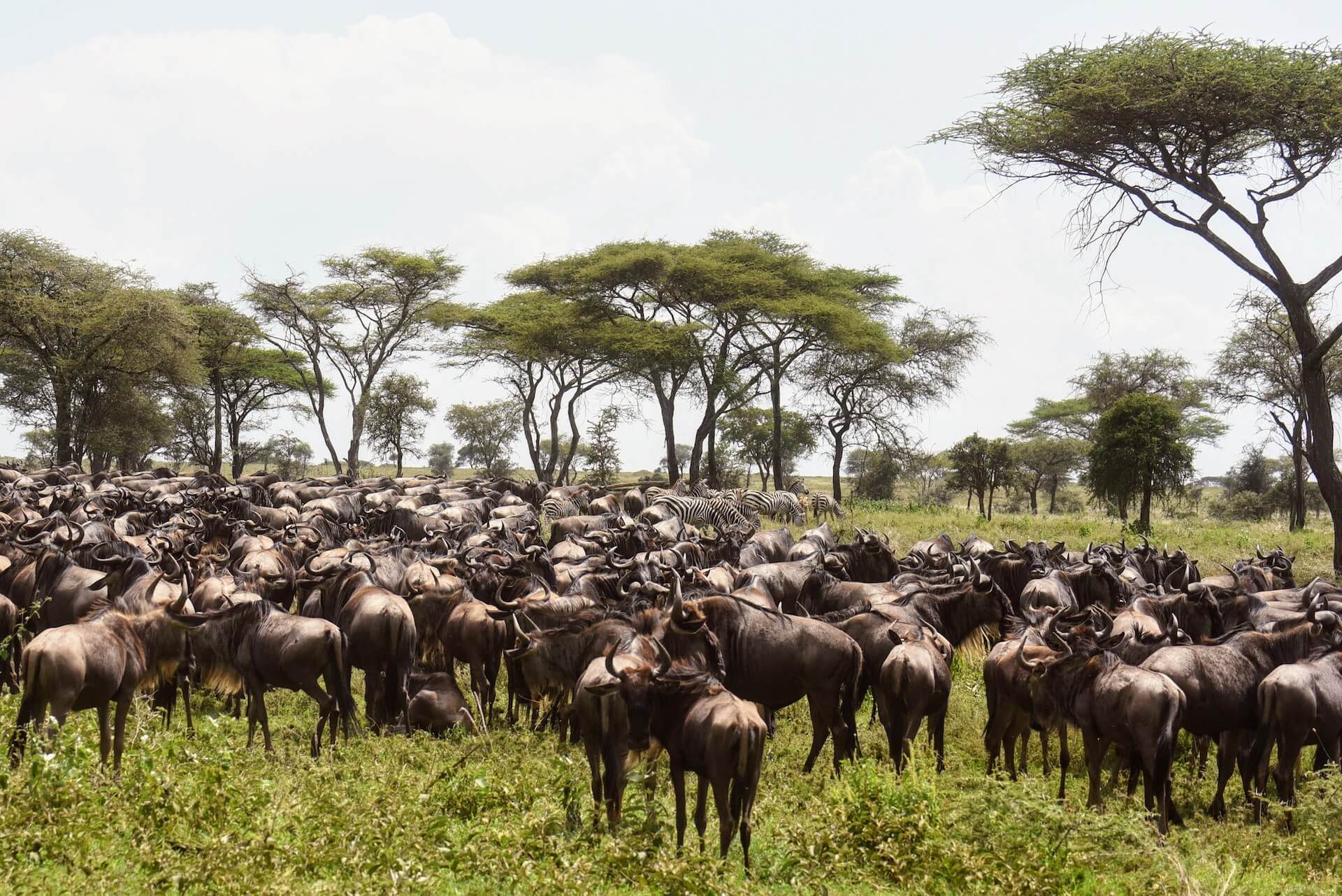 Tansania_Foto 20_Gnus Zebras