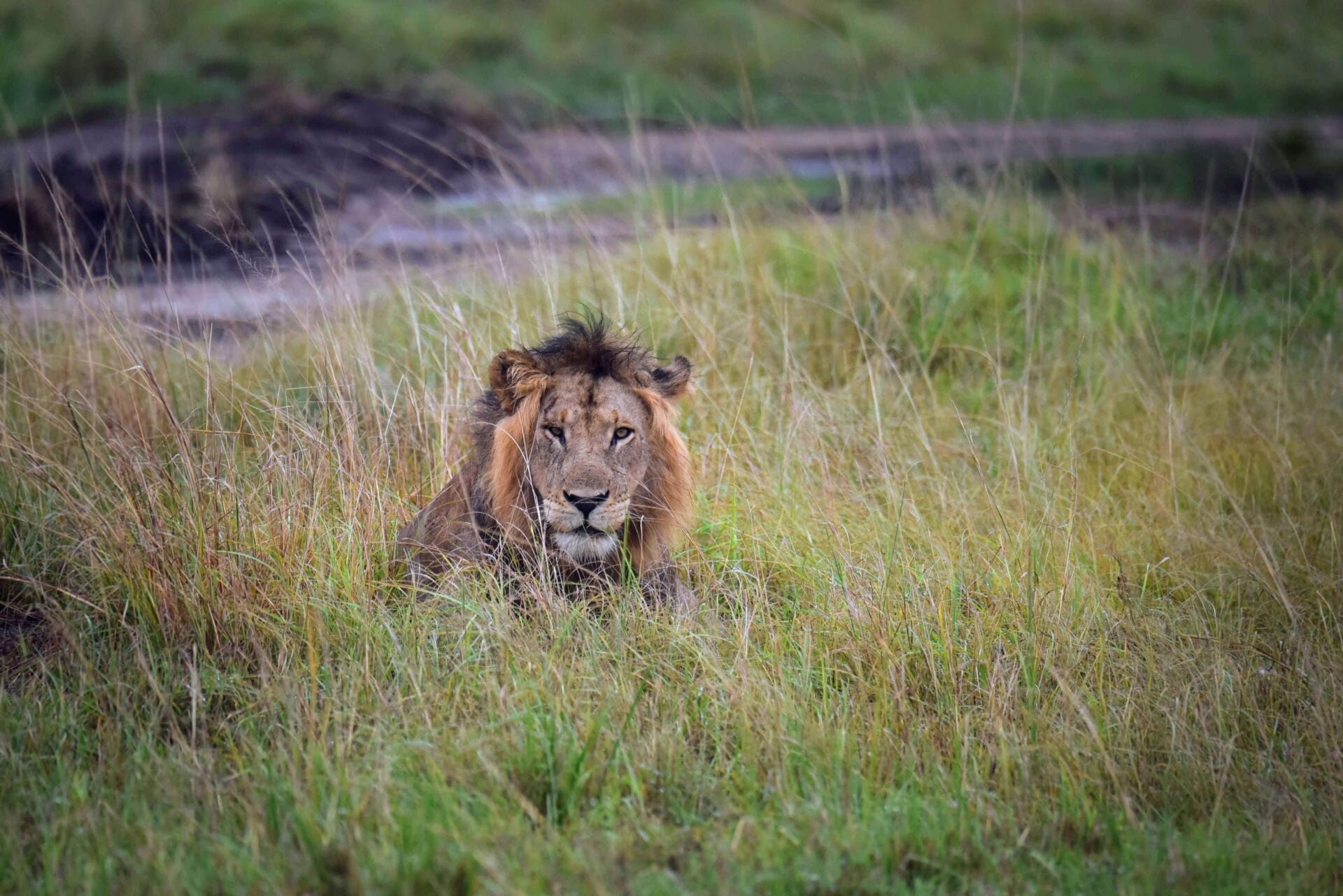 Uganda_Foto 15_Löwe