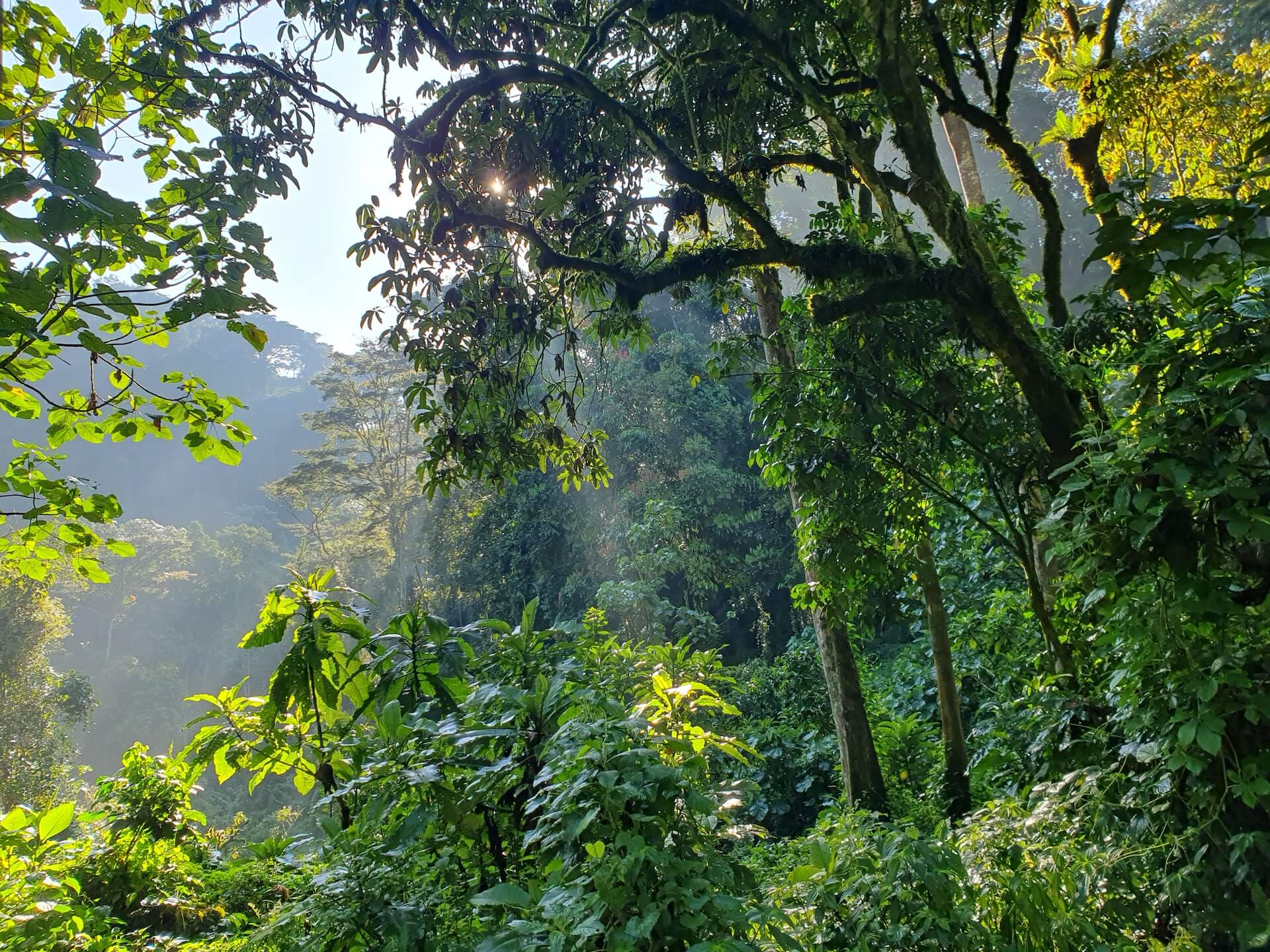 Uganda_Foto 2_Dschungel