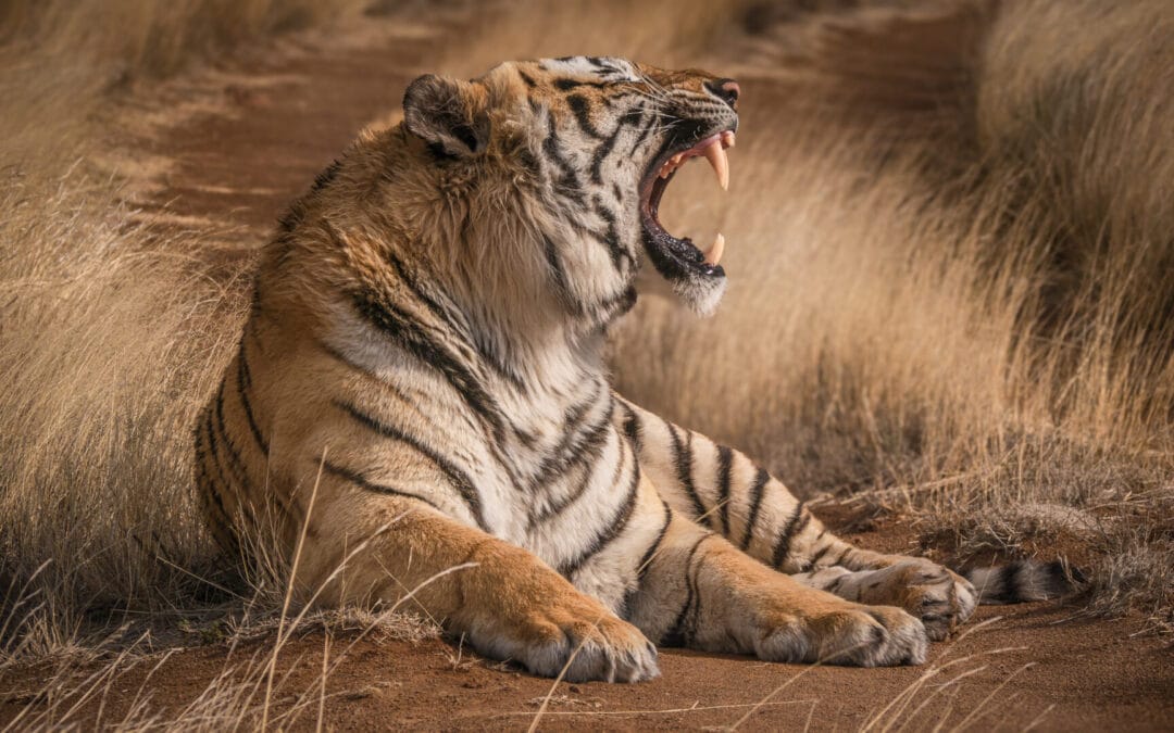 Indien 14 Tage Tiger Fotosafari und Taj&nbsp;Mahal
