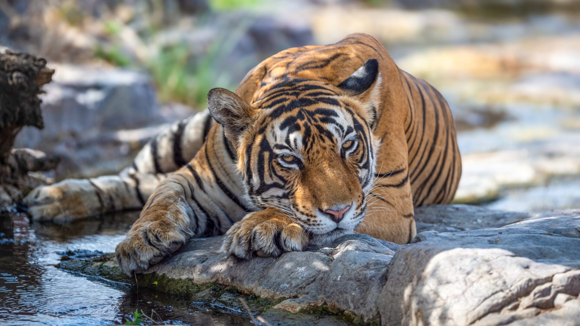 Indien_Fotoreise_Tiger_Klueger_Reisen_My_Reisefotografie