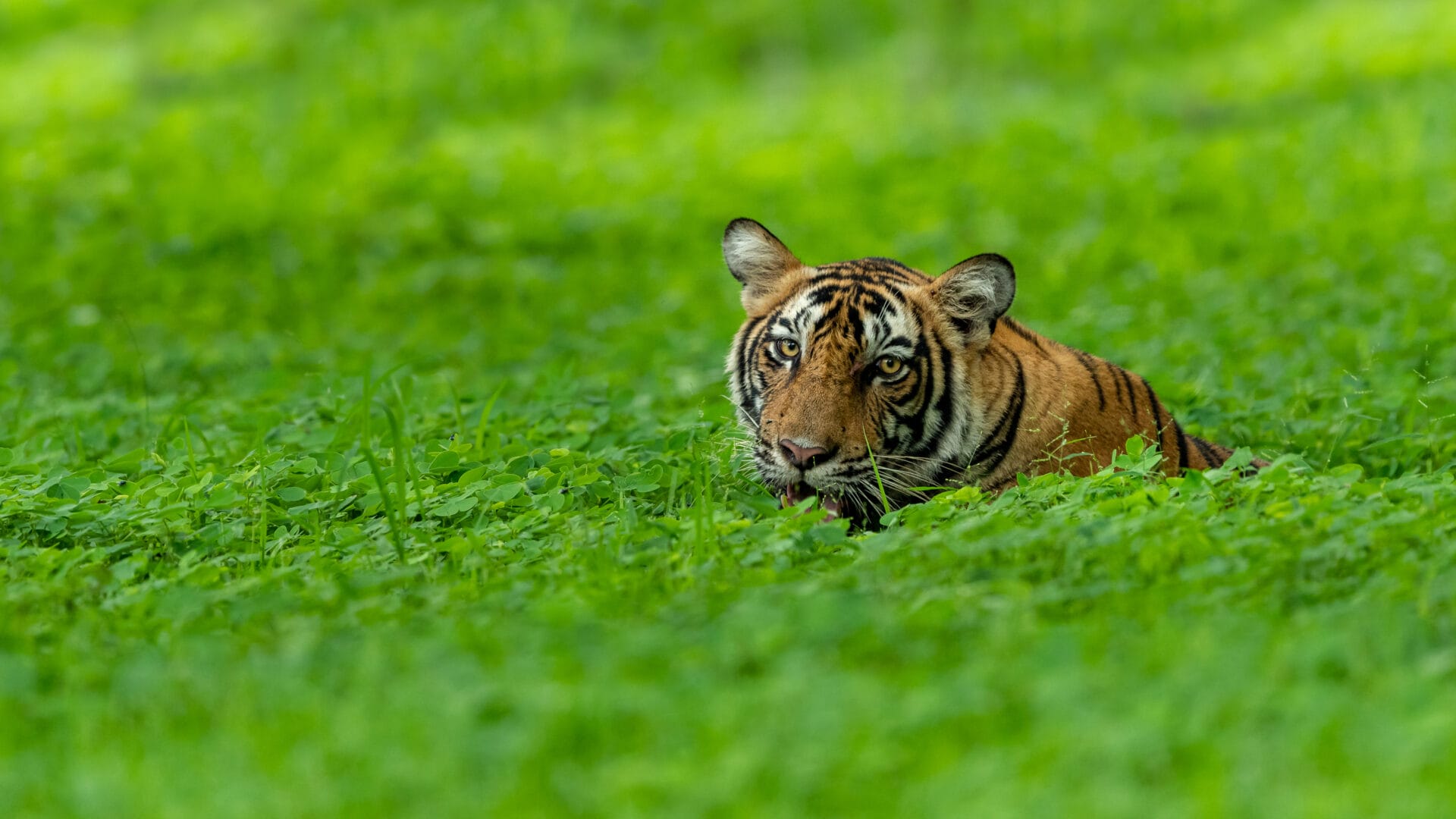 Indien_Fotoreise_Tiger_Martin_Buschmann_Klueger_Reisen