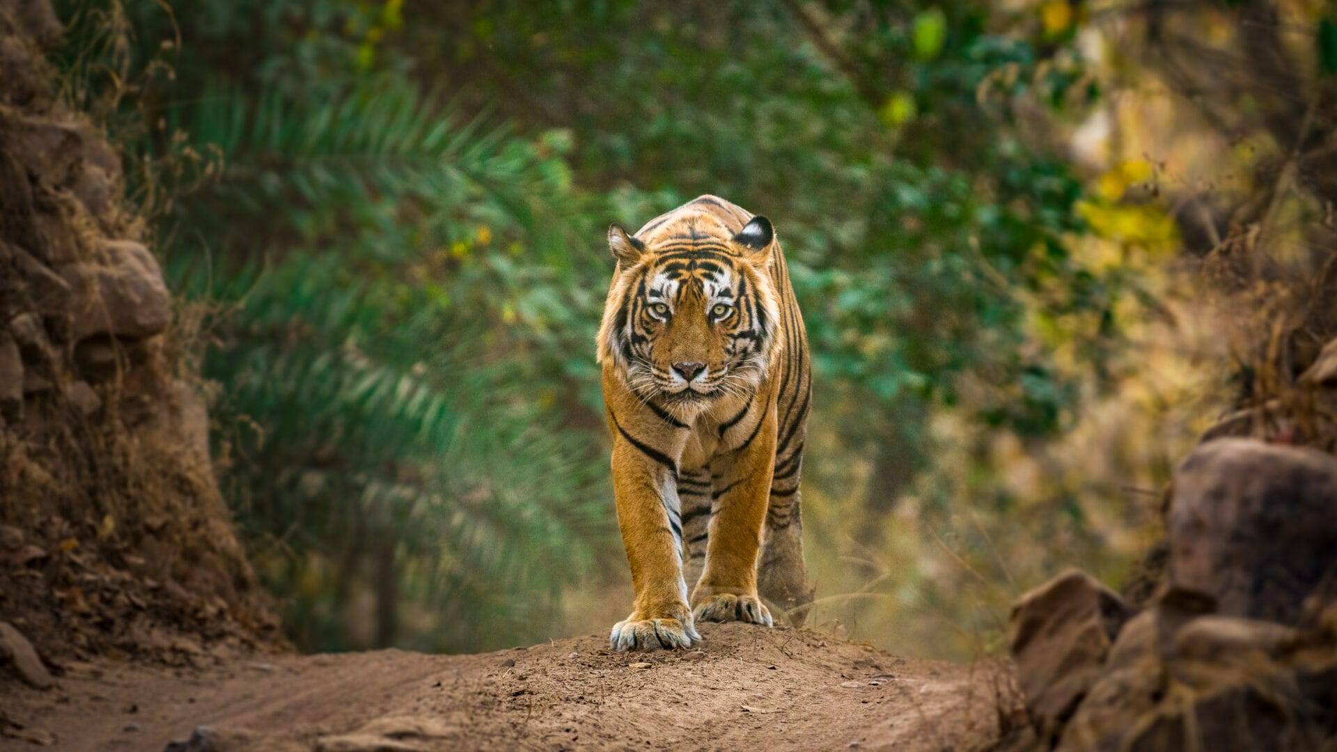 Indien_Ranthambore_Tigersafari_Klueger_Reisen