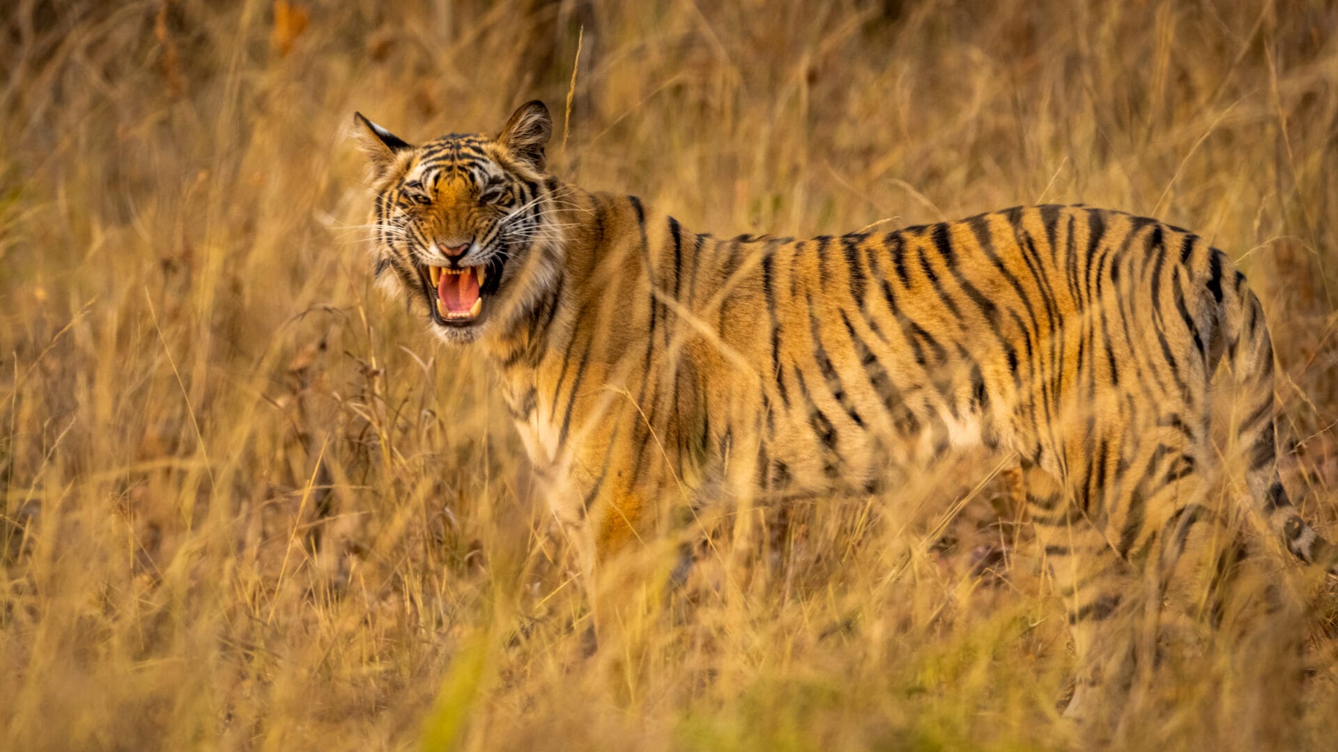 Indien_Fotoreise_Tiger_Klueger_Reisen_My_Reisefotografie_Nationalpark