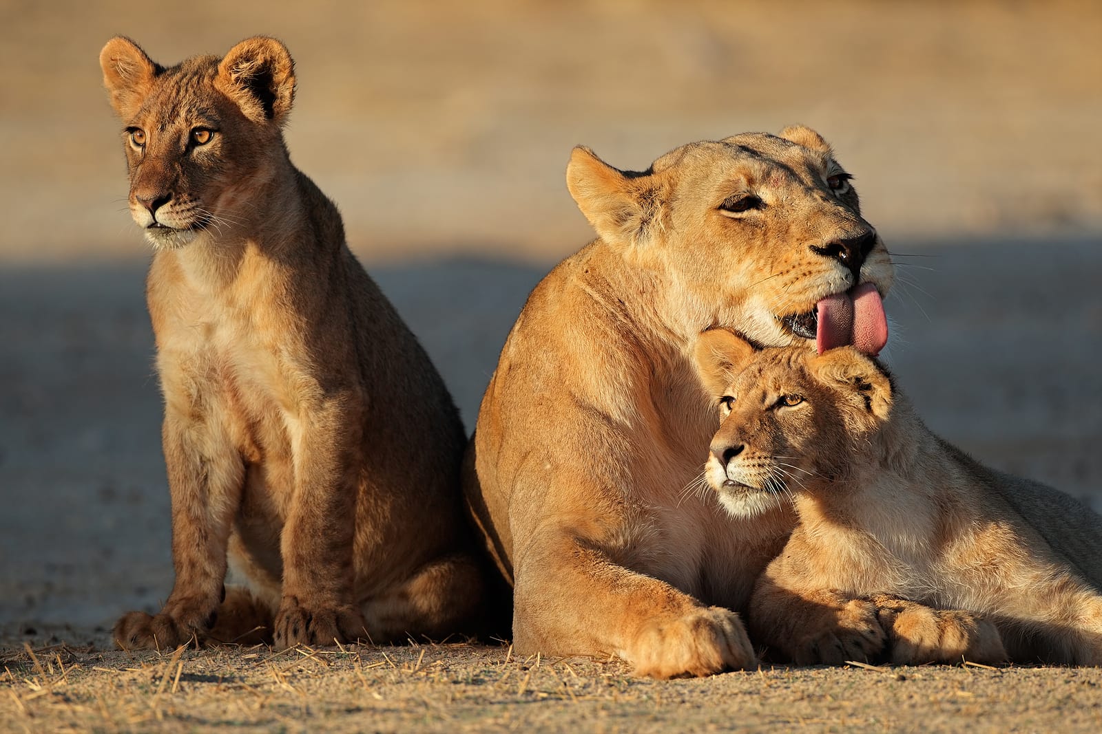 Namibia_Loewen_Kalahari_Klueger_Reisen