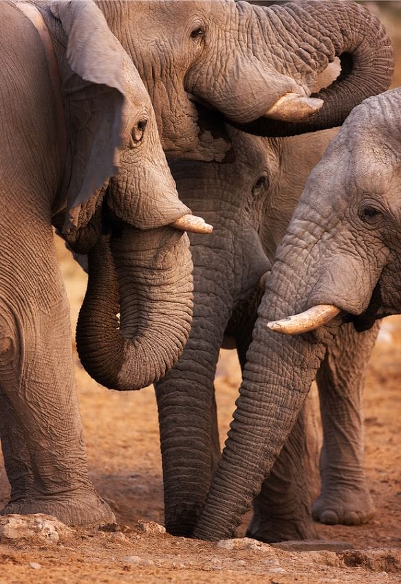Namibia_Elefanten_Ethosha_Klueger_Reisen