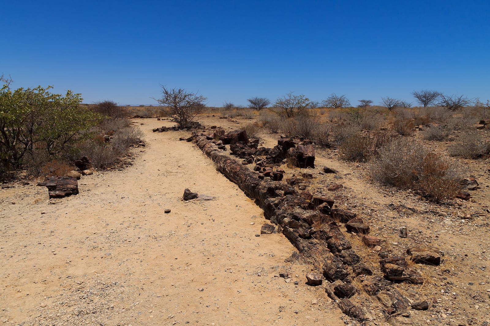 Namibia_Petrified_Forest_Selbstfahrer_Klueger_Reisen