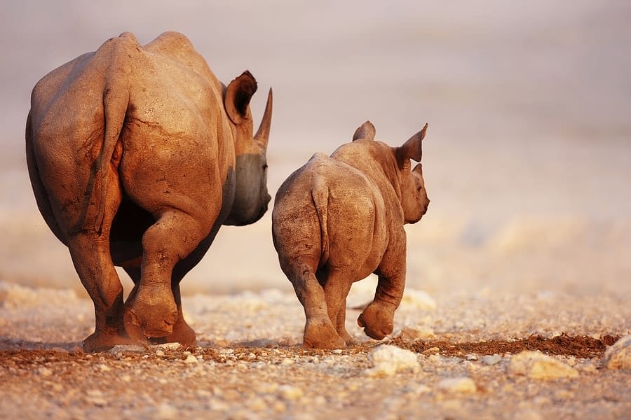 Namibia_etosha_selbstfahrer_klueger_reisen_gefuehrte_Safari