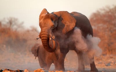 Namibia_Etosha_Elefant_Klueger_Reisen