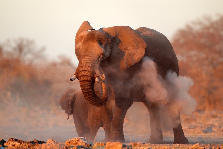 Namibia_Etosha_Elefant_Klueger_Reisen