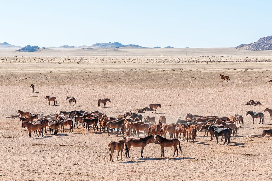 Namibia_Rundreise_Wildpferde_Namib_Klueger_Reisen
