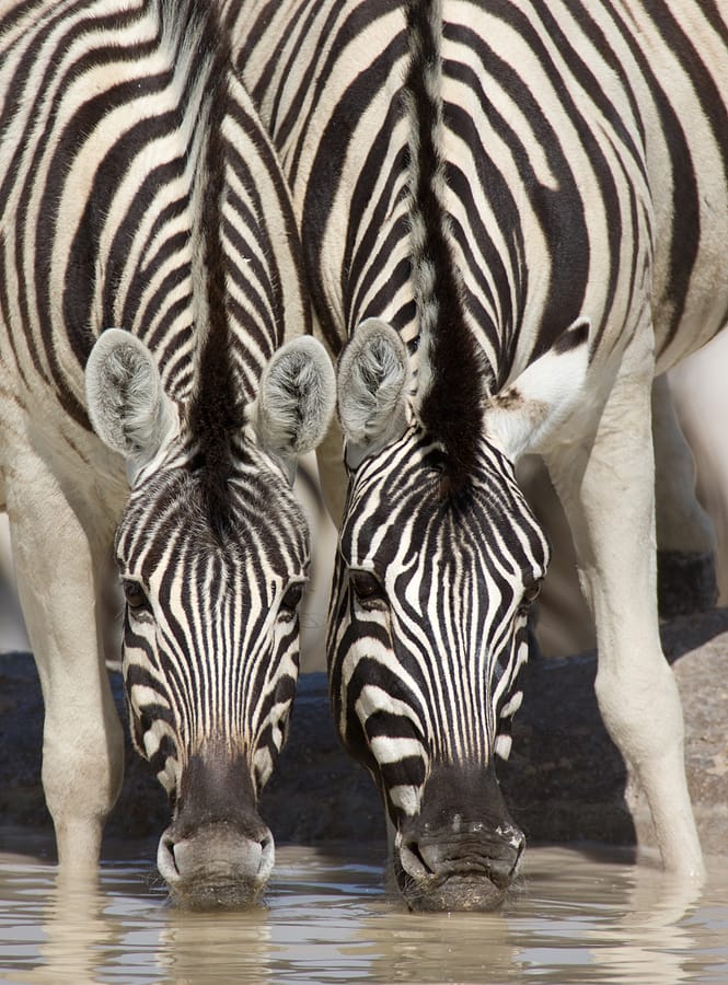 Namibia_Zebras_Selbstfahrer_Etosha_Klueger_Reisen