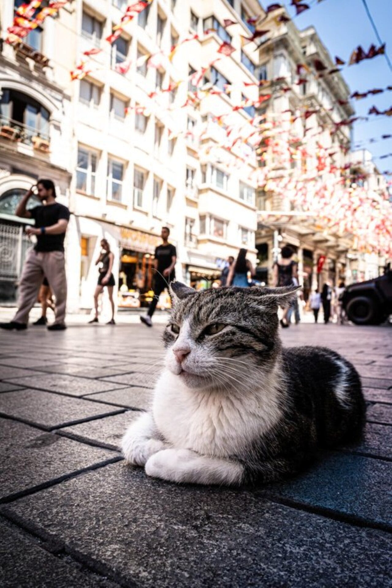 Istanbul_Streetfotografie_Lutz_Jaekel_Katze_Klueger_Reisen
