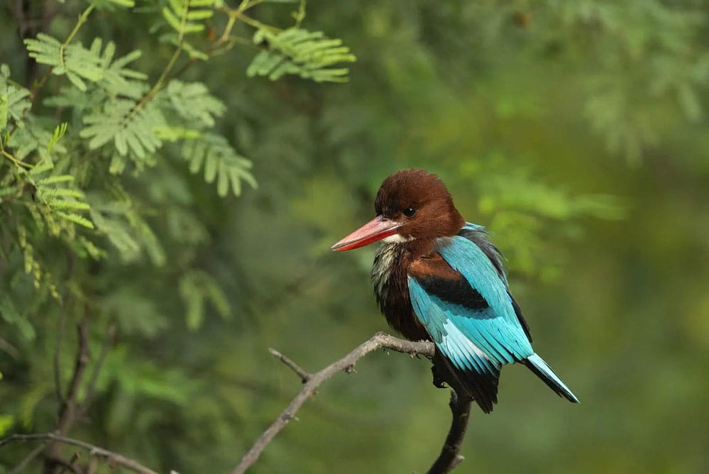 Indien_Bharatpur_Privatreise_Klueger_Reisen