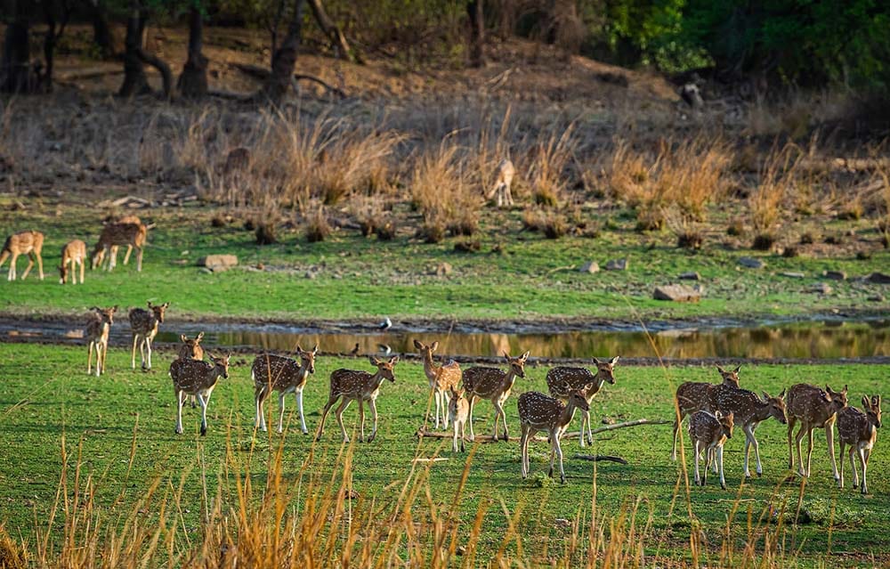 Indien_Ranthambore_Gazellen_Klueger_Reisen
